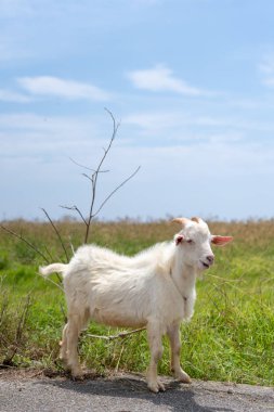 keçi hateruma Adası