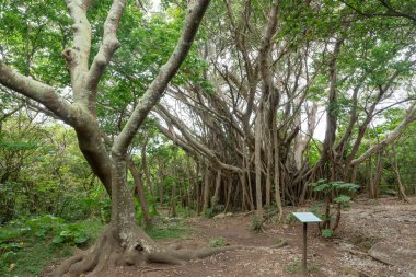 Okinawa büyük Hint inciri ağacı