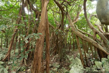 Okinawa büyük Hint inciri ağacı