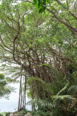 Okinawa büyük Hint inciri ağacı