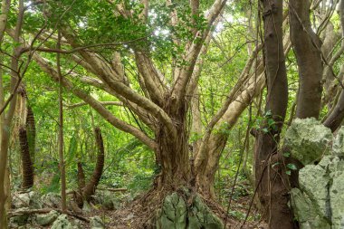 Okinawa büyük Hint inciri ağacı