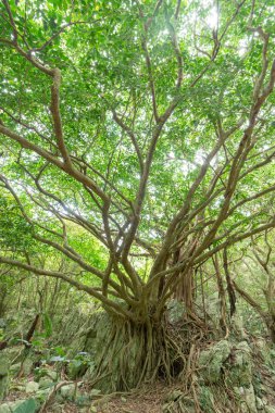Okinawa büyük Hint inciri ağacı