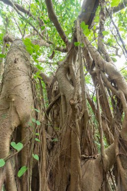 Okinawa büyük Hint inciri ağacı
