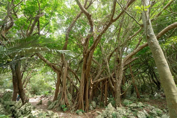 Μεγάλο Δέντρο Banyan Στην Οκινάουα — Φωτογραφία Αρχείου