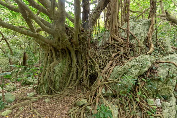 Grande Banyan Árvore Okinawa — Fotografia de Stock