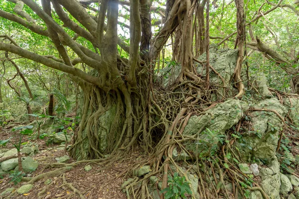 Großer Banyan Baum Okinawa — Stockfoto