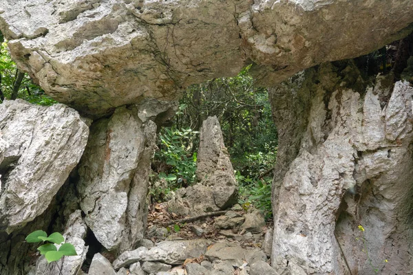 Reste Dans Forêt Okinawa — Photo