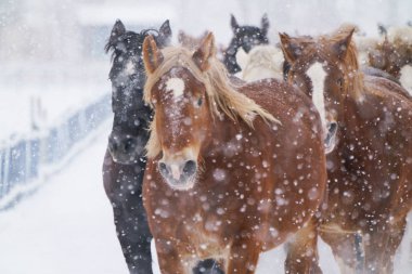 atların kışın çalışan