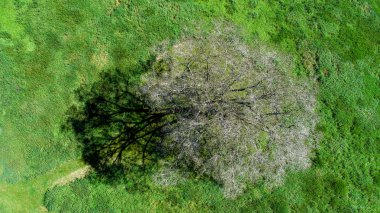 büyük ağaç Hokkaido'da