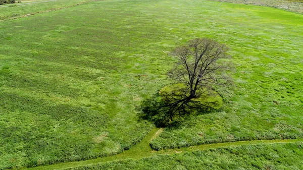 Grand Arbre Hokkaido — Photo