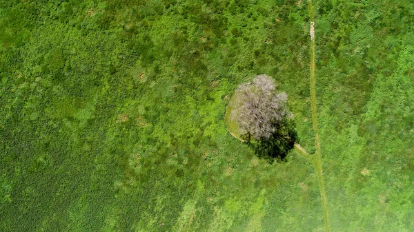 北海道の大きな木 — ストック写真
