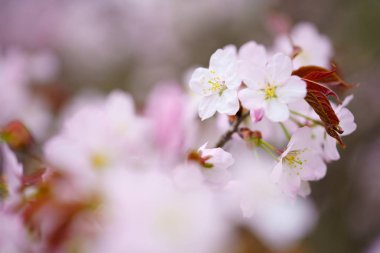 İlkbaharda kiraz çiçekleri
