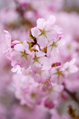 İlkbaharda kiraz çiçekleri