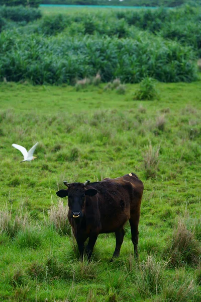 Cow Iriomote Island — Stock Photo, Image