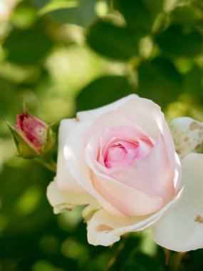 Bahçedeki beyaz gül