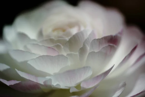 白色玫瑰在黑背景 — 图库照片