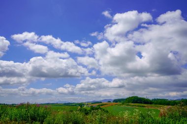 Çiçek bahçesinde hokkaido