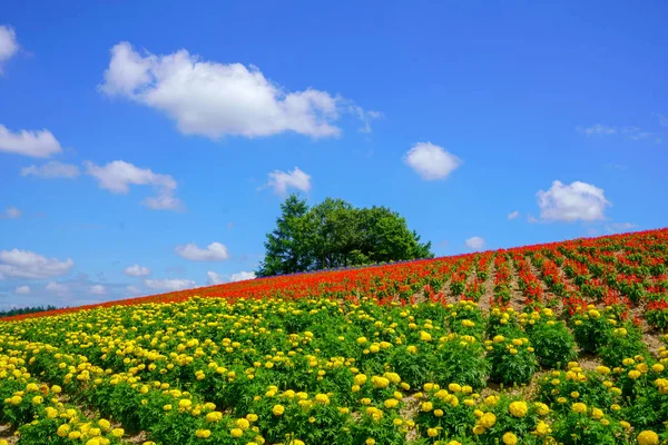 Jardim Flores Hokkaido — Fotografia de Stock