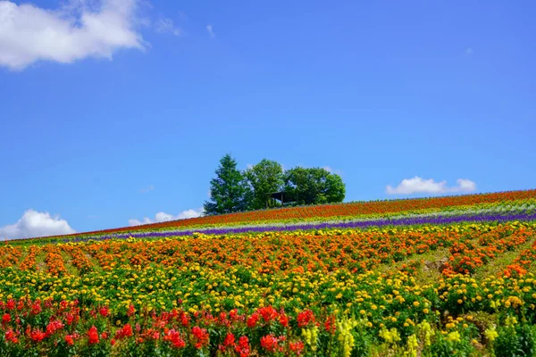 Jardim Flores Hokkaido — Fotografia de Stock