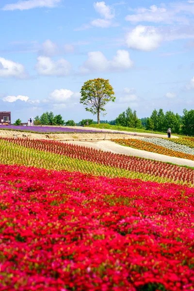 Jardim Flores Hokkaido — Fotografia de Stock