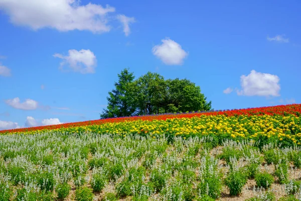 Blomma Trädgård Hokkaido — Stockfoto