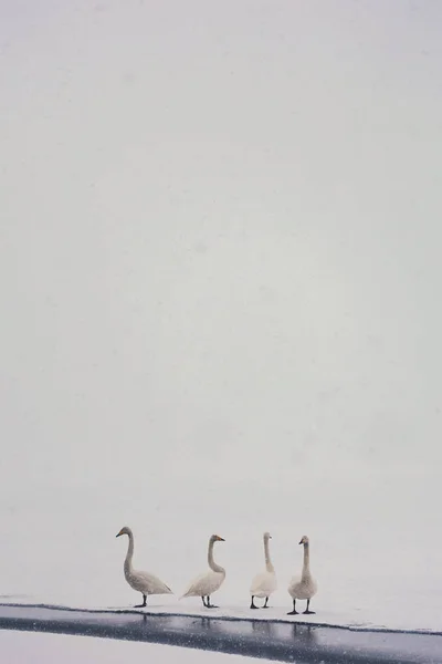Labuť Zimě Hokkaido — Stock fotografie