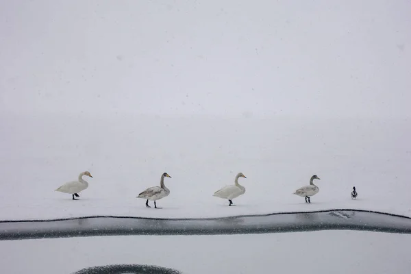 Labuť Zimě Hokkaido — Stock fotografie