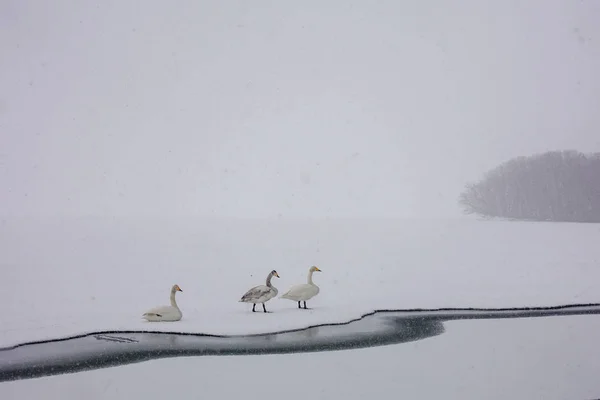 Cisne Inverno Hokkaido — Fotografia de Stock