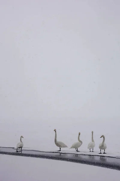 Swan Zimie Hokkaido — Zdjęcie stockowe