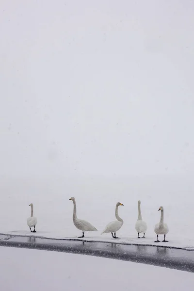 Swan Zimie Hokkaido — Zdjęcie stockowe
