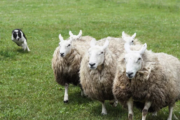 Ovčácký Pes Ovce — Stock fotografie