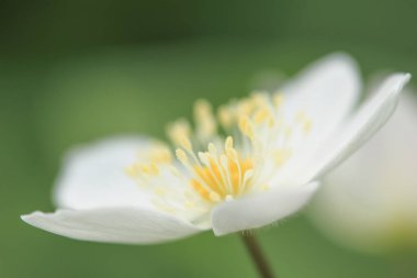 yumuşak Rüzgar çiçek bahar