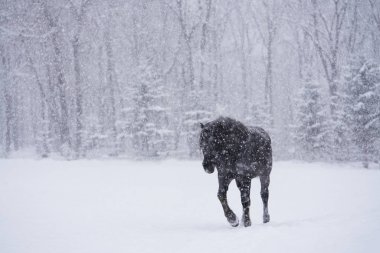 At kışın hokkaido