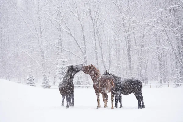 At kışın hokkaido