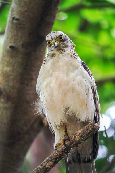 Schlangenadler Auf Der Insel Ishigaki — Stockfoto