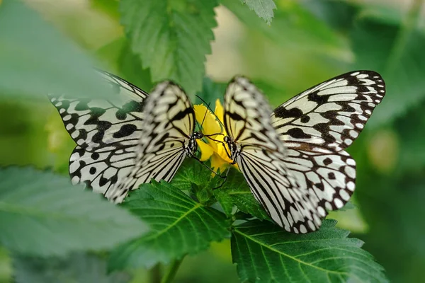 Рисовий Паперовий Метелик Окінаві — стокове фото