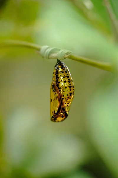 Goldener Kokon Reispapier Schmetterling — Stockfoto