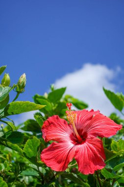 ebegümeci ve mavi gökyüzü