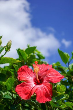 ebegümeci ve mavi gökyüzü