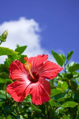ebegümeci ve mavi gökyüzü