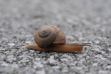 yonaguni adasında salyangoz