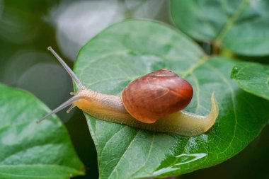 yonaguni adasında salyangoz