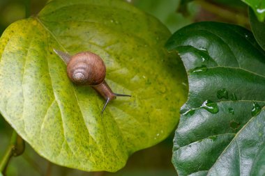 yonaguni adasında salyangoz