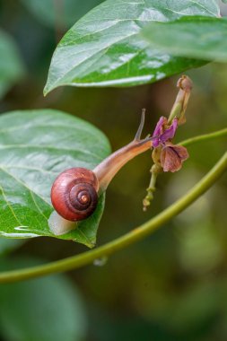 yonaguni adasında salyangoz