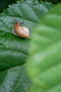 yonaguni adasında salyangoz