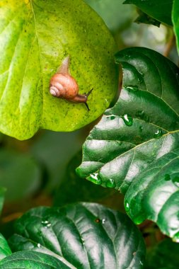 yonaguni adasında salyangoz