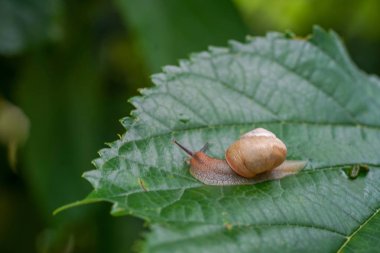 yonaguni adasında salyangoz