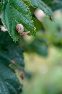 yonaguni adasında salyangoz