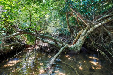 Iriomote ada ormanda