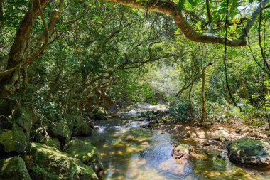 Iriomote ada ormanda